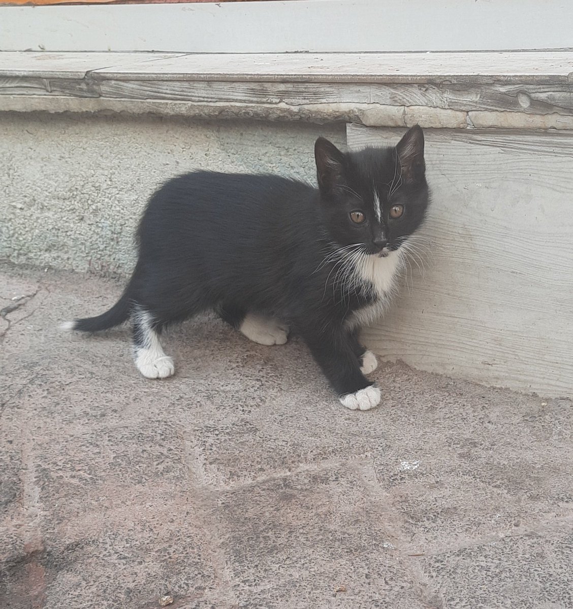 Müşfik & Veysel & Türkan tweet media