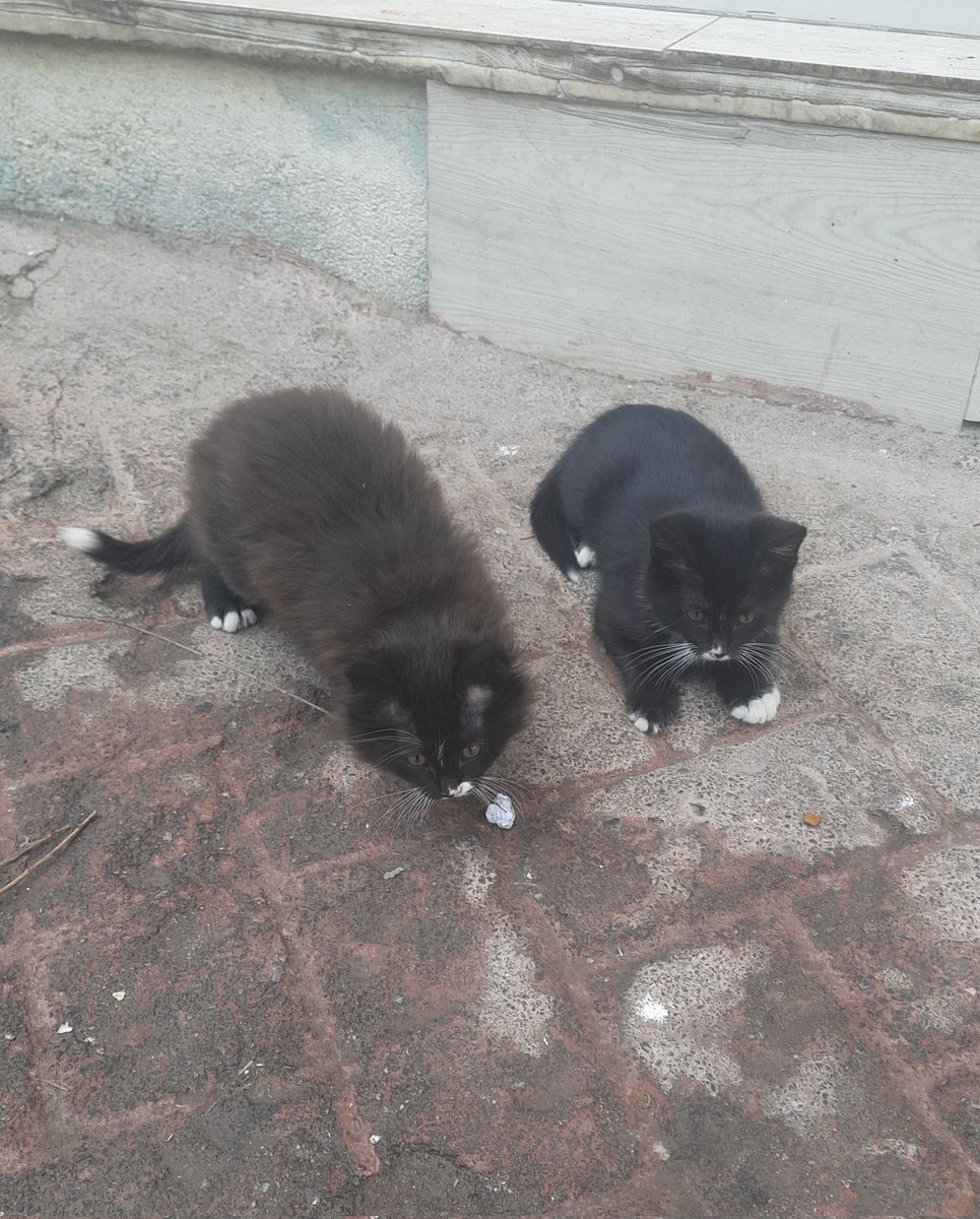 Müşfik & Veysel & Türkan tweet media