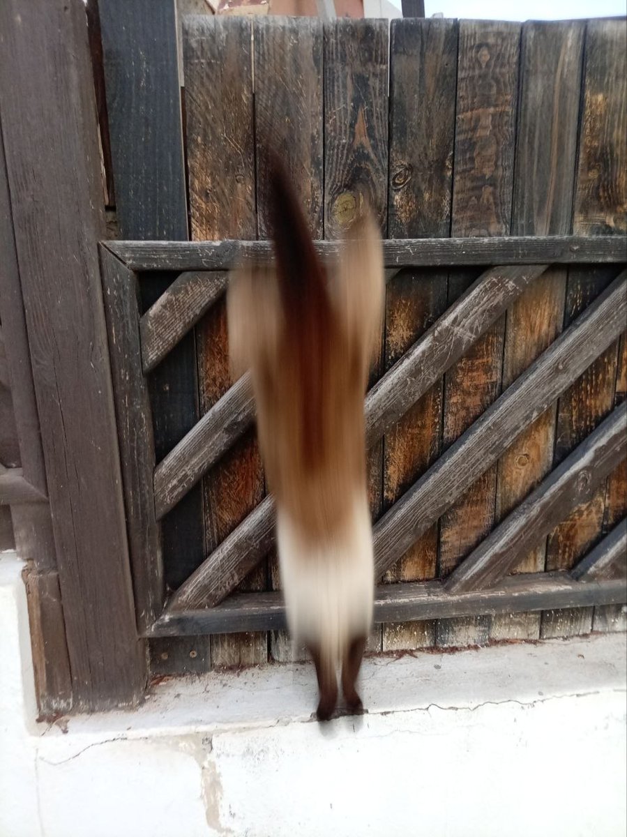 ruslan & laperm tweet media