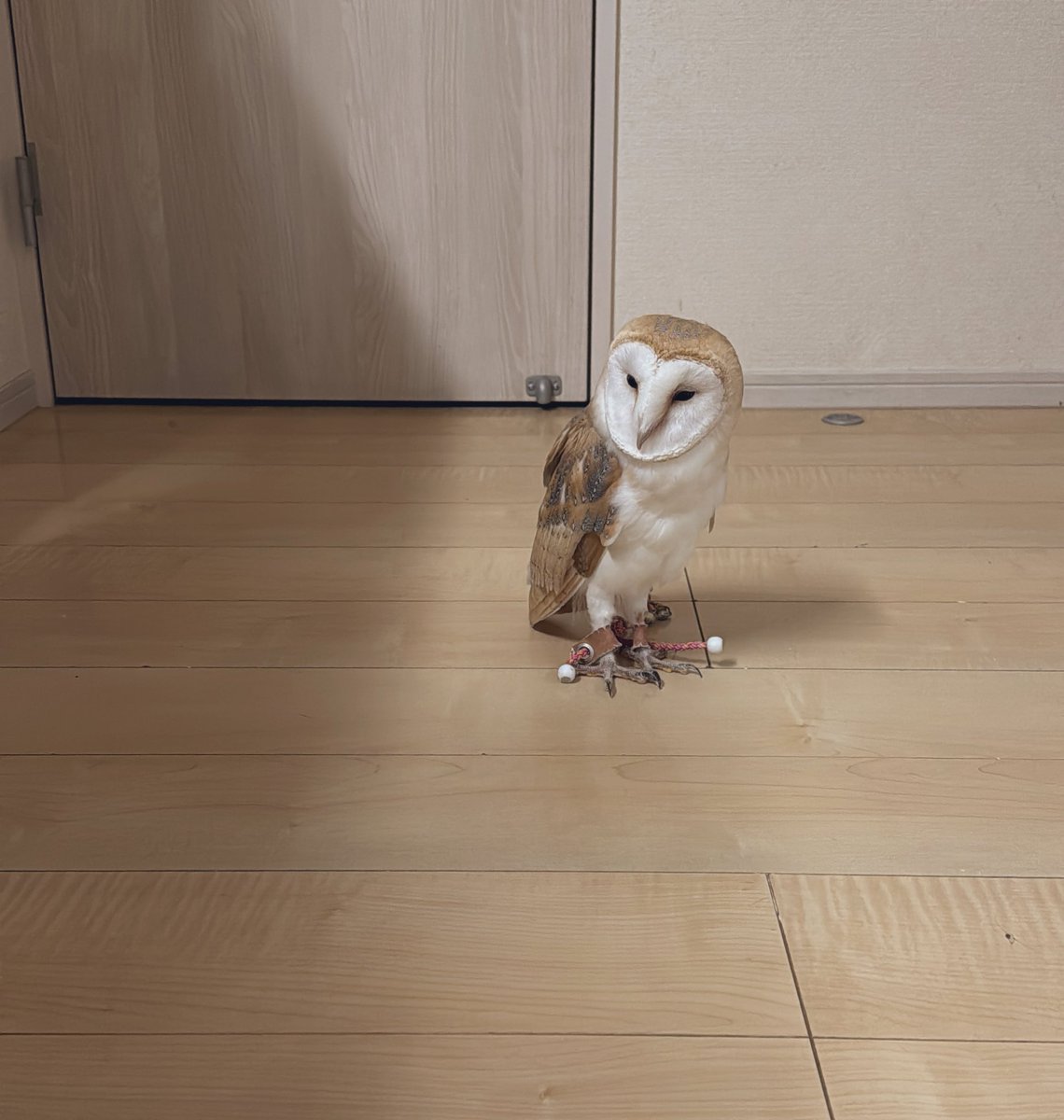 実は旦那も夢を見たらしい
ここちゃんか分からないけど、
リーシュをつけたフクロウが目の前を
飛んでいった夢、それここだよ
旦那にも会いにきたんだね！

今日は後ろ振り向いた時に
白い羽🤍が見えたんだよ
この前は頭の後ろがフワッとしたり

生身で来てくれないかな？ここちゃん

#メンフクロウ