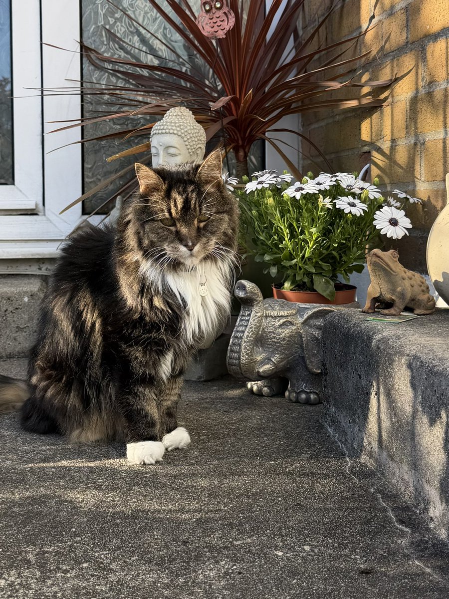 Oliver & Wellie (Bertie Wooster💙🌈Chloé🧡🌈) tweet media