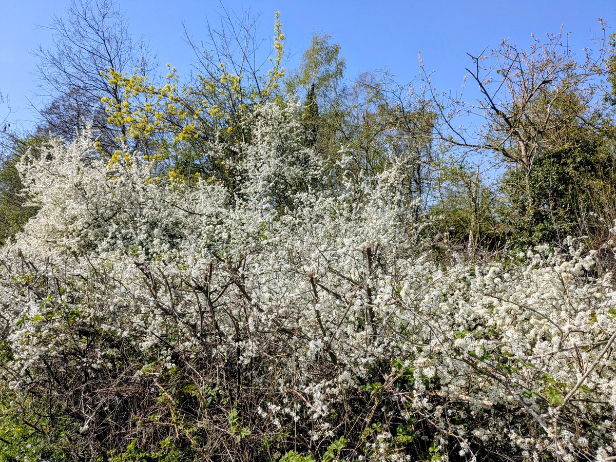 clairevhill's tweet image. Beautiful day sun 🌞#Knowle #park #blossom
