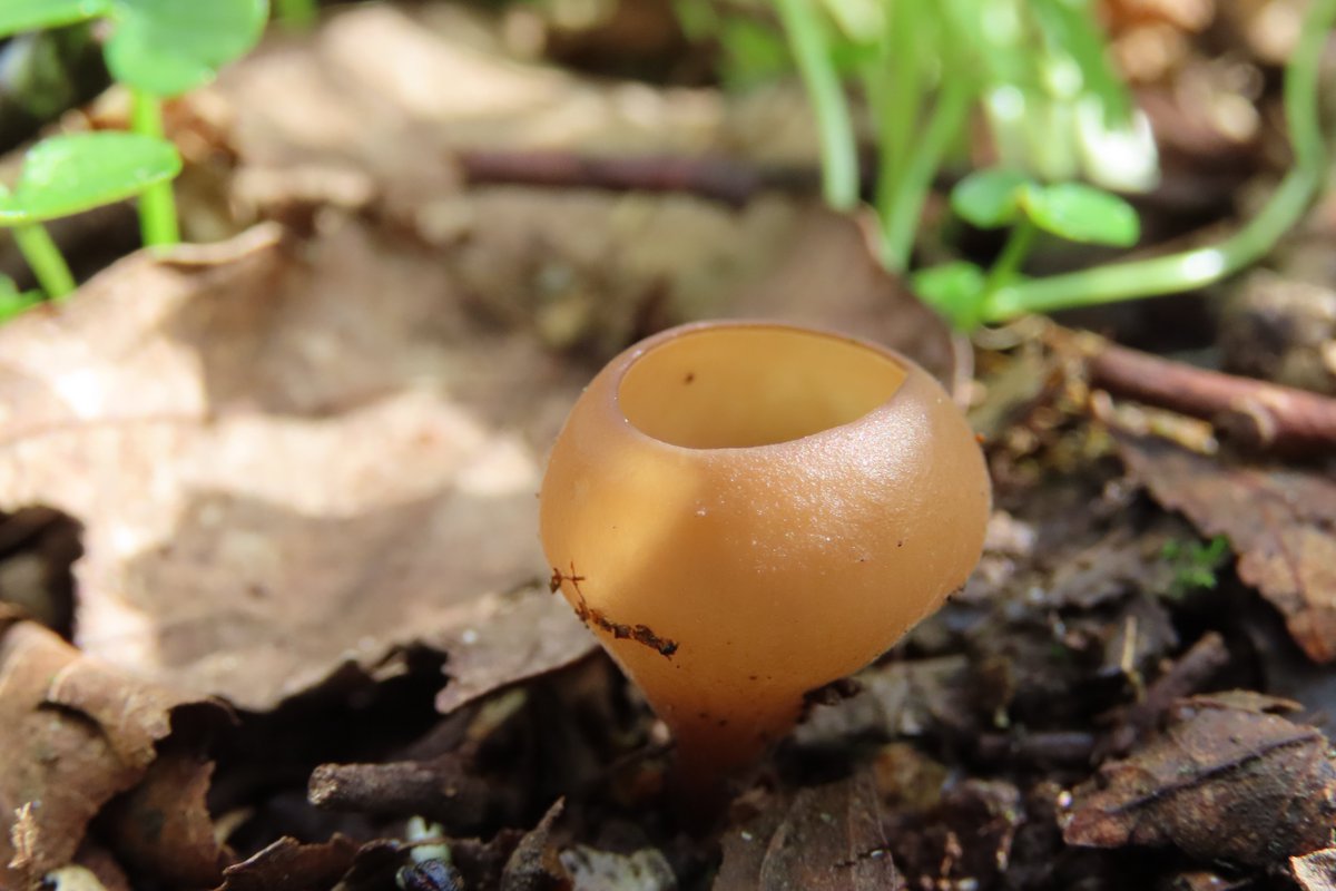 donnarainey4's tweet image. The stunning little Anemone cup #fungi Dumontinia tuberosa in the woods today. It is parasitic on the roots of the anemones.