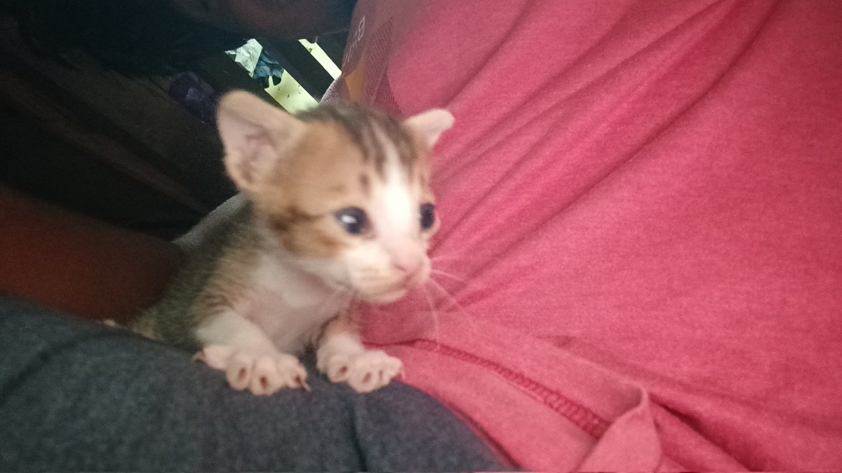 shepuchibhaji tweet media