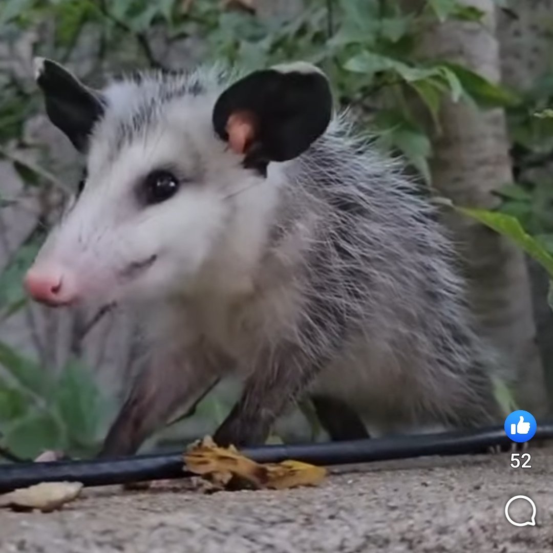 hagovzarigueya (dwarf fortress edition) tweet media