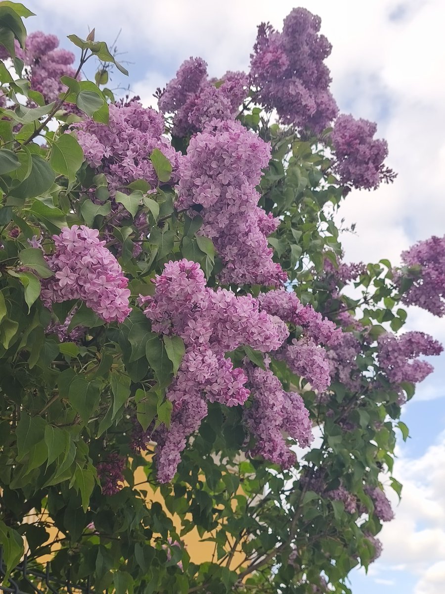 Lady Moon 💫 tweet media