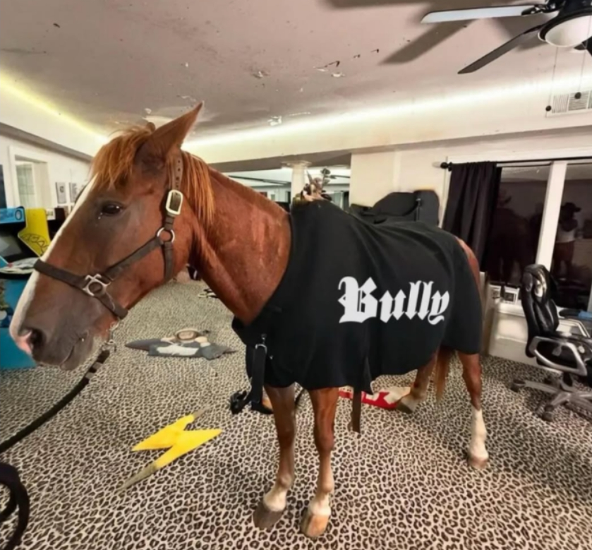shyguy832's tweet image. I have taken custody of the Bully Horse.