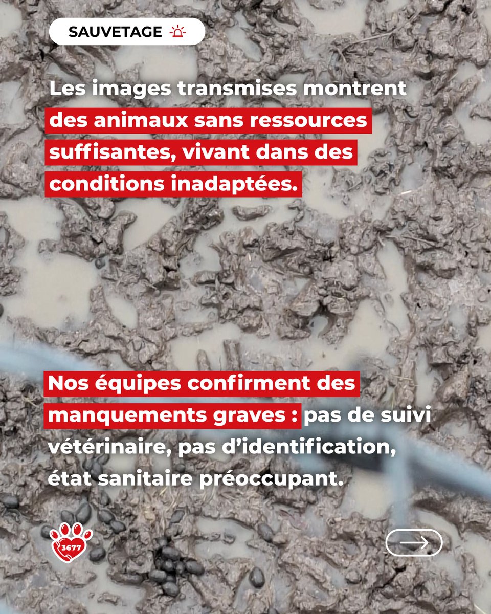 SOS Maltraitance Animale tweet media
