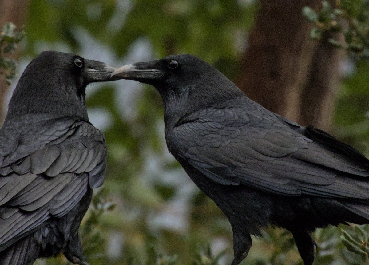 OnurbRag's tweet photo. Always Watching.
#Wotan #Hugin #Munin https://t.co/EjzZmJYmxg