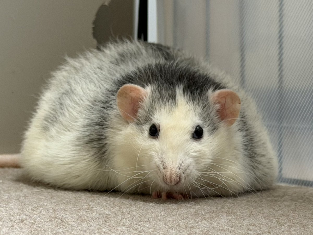 ヌンメ•リー tweet media