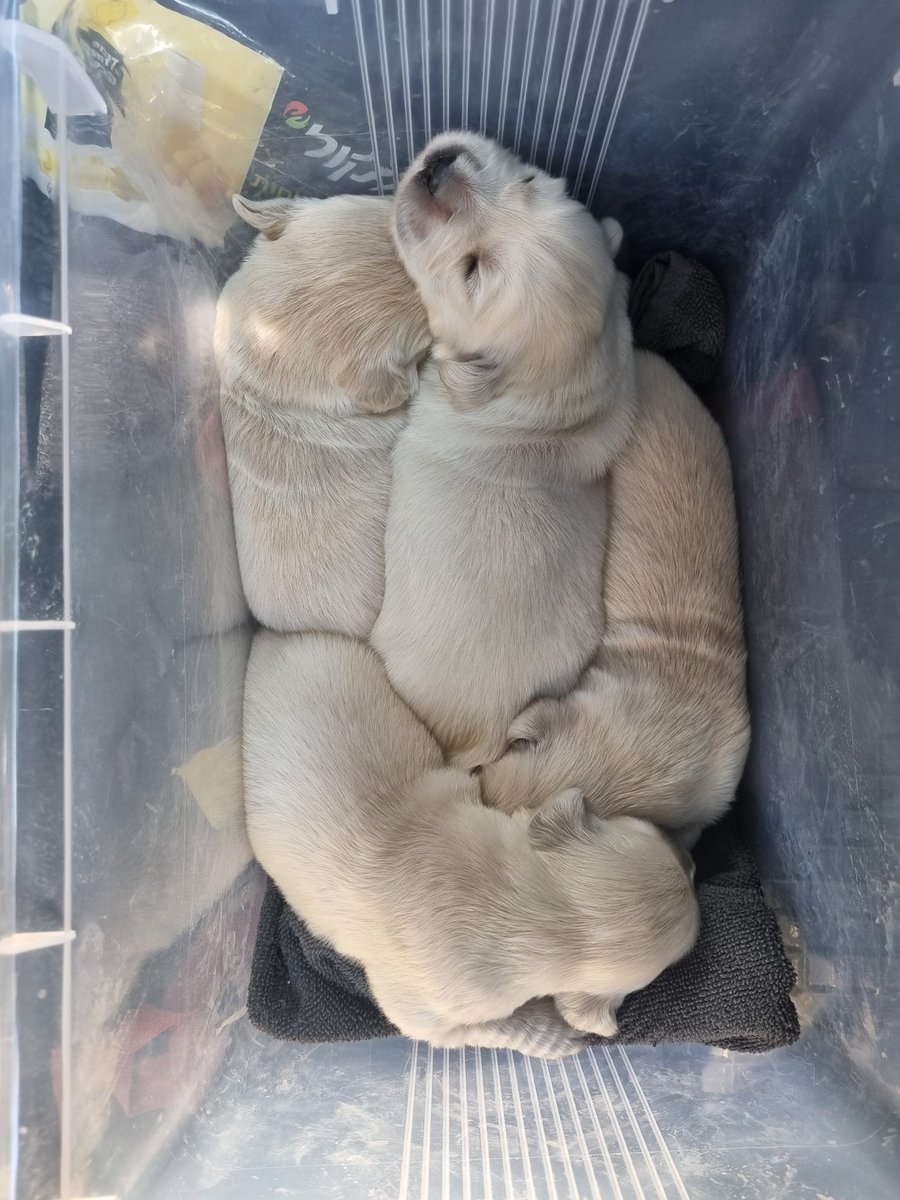 הסתר הבת🐐 tweet media