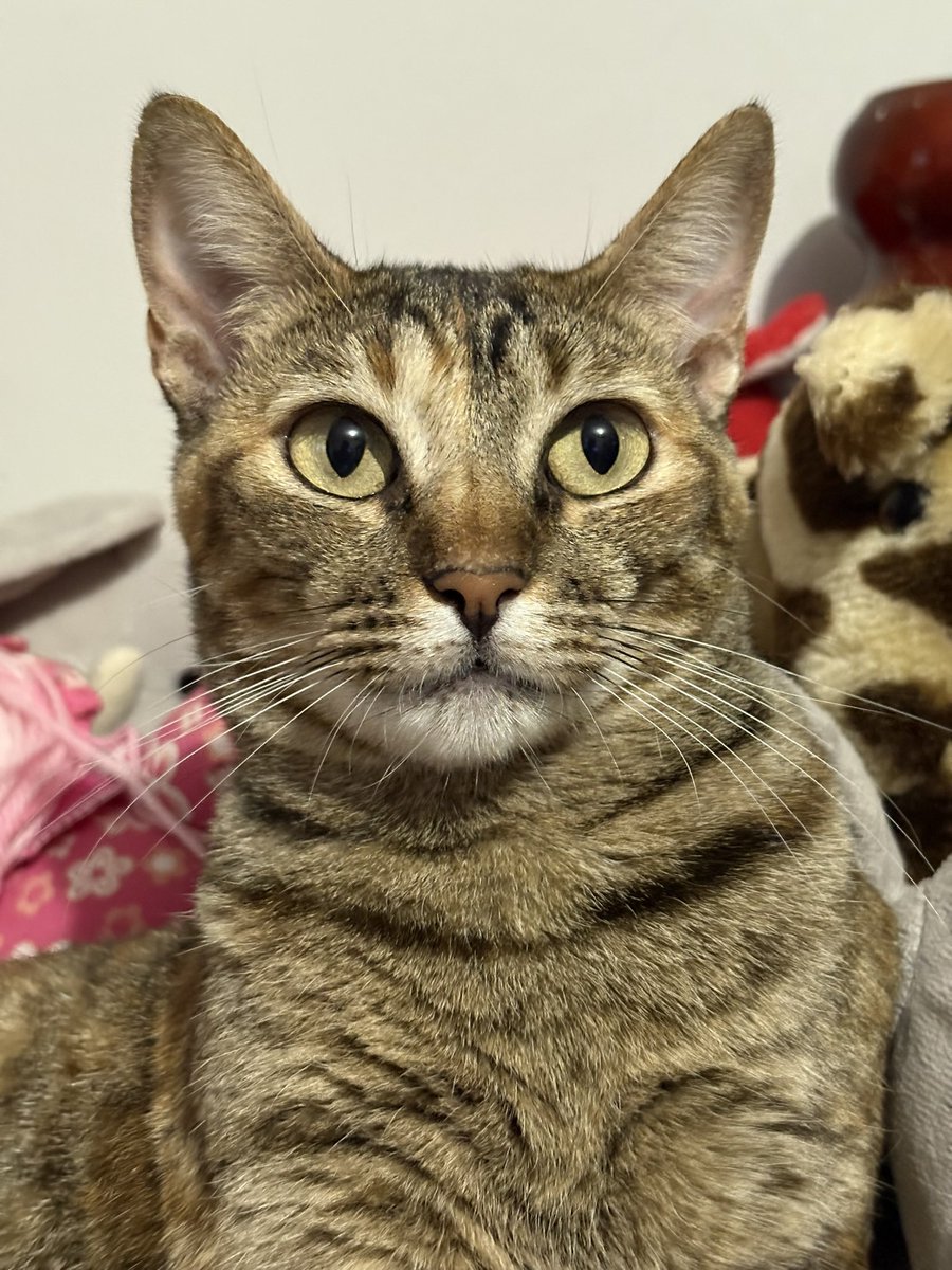 ★ THALY ★ 𐚁 tweet media