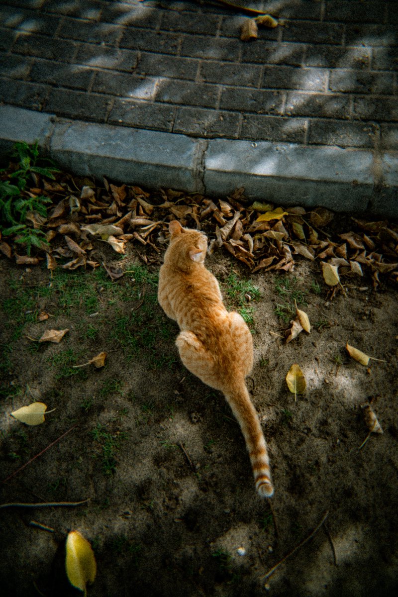 مُجاهد tweet media