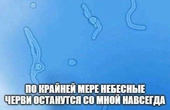 Шиза&База (@shkotobaza) on Twitter photo 