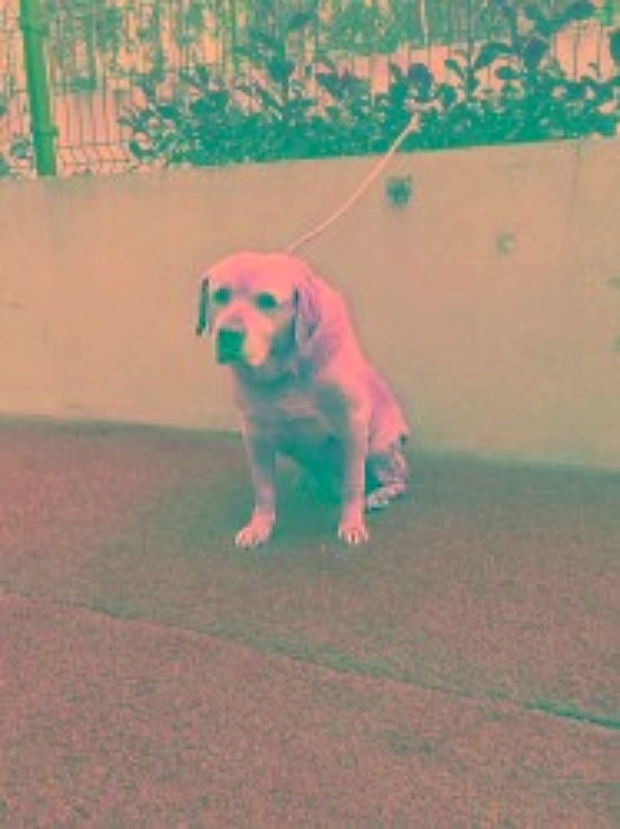 SosAbuelos1's tweet image. #PONTEVEDRA
#ROI es un abuelito de labrador que actualmente está en la perrera 𝗖𝗔𝗔𝗡 𝗱𝗲 𝗔𝗿𝗺𝗲𝗻𝘁𝗲𝗶𝗿𝗮, en 𝗠𝗲𝗶𝘀.

Es un abuelito muy bueno 💜

Su adopción es gratuita, con microchip, esterilización, vacunas y desparasitación.

Puede viajar, pero los gastos son a
