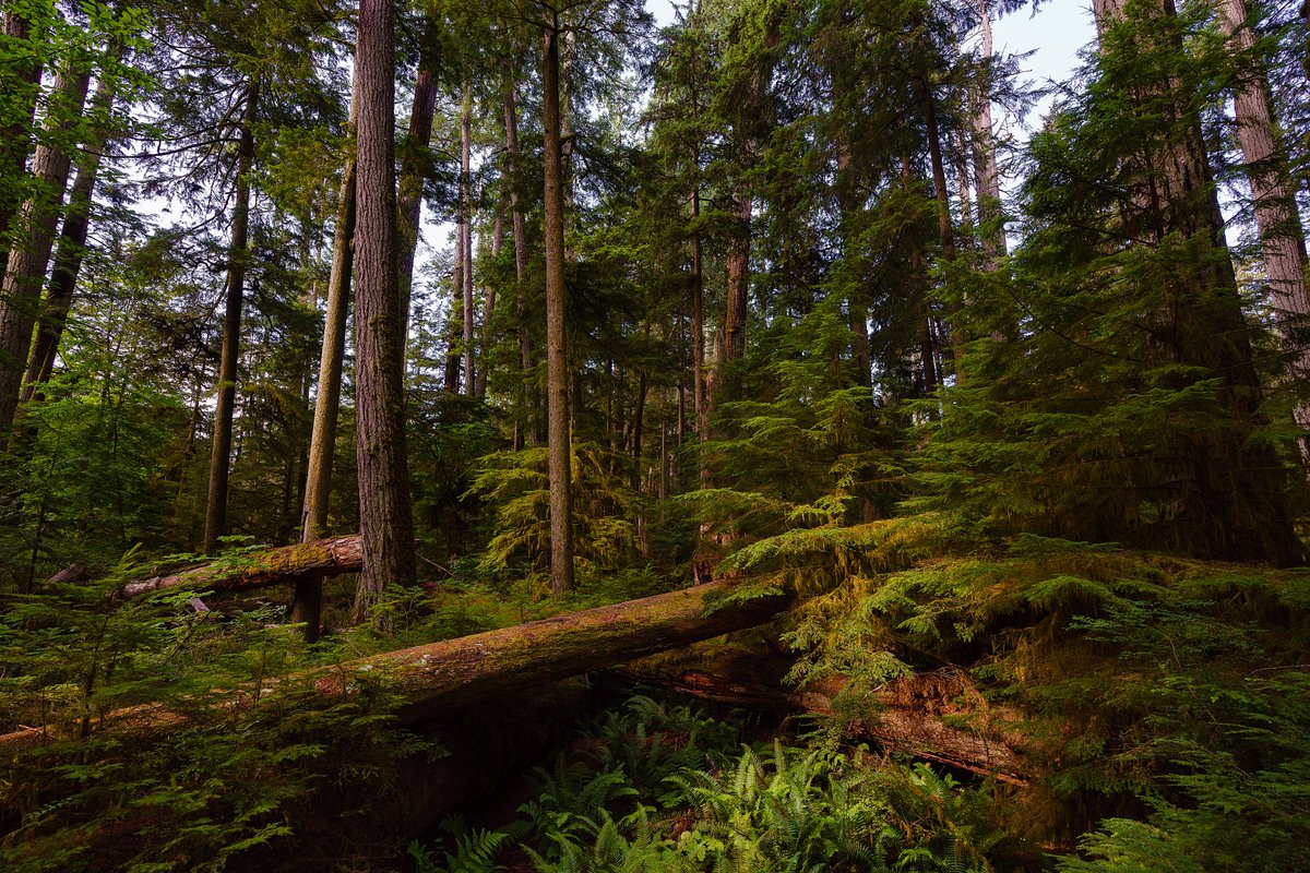 TF_Global's tweet photo. When we talk about deforestation, we reach for carbon numbers. But old-growth forests are not just carbon storage. They are thousands of years of ecological accumulation: soil microbiomes, fungal networks, species interdependencies that took centuries to build.

You cannot replant an old-growth forest. You can only decide not to cut it down.

Restoration and protection are both necessary. Neither substitutes for the other.

#reforestation #conservation #nature