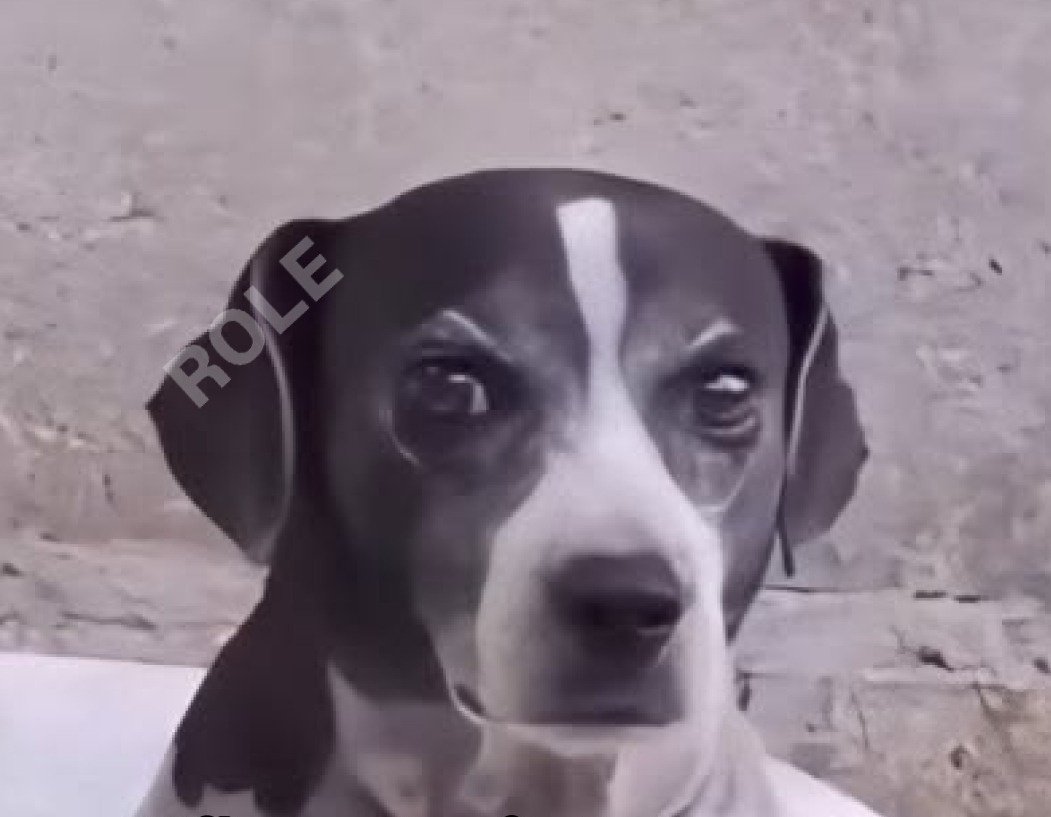 Lola ⁷ 🪭 tweet media