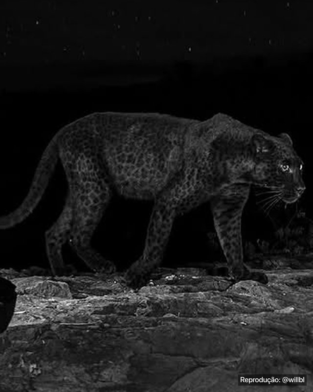 AmazingNature00's tweet photo. VERY RARE! Photographer records black leopard on night sky. https://t.co/rfVxSWi791