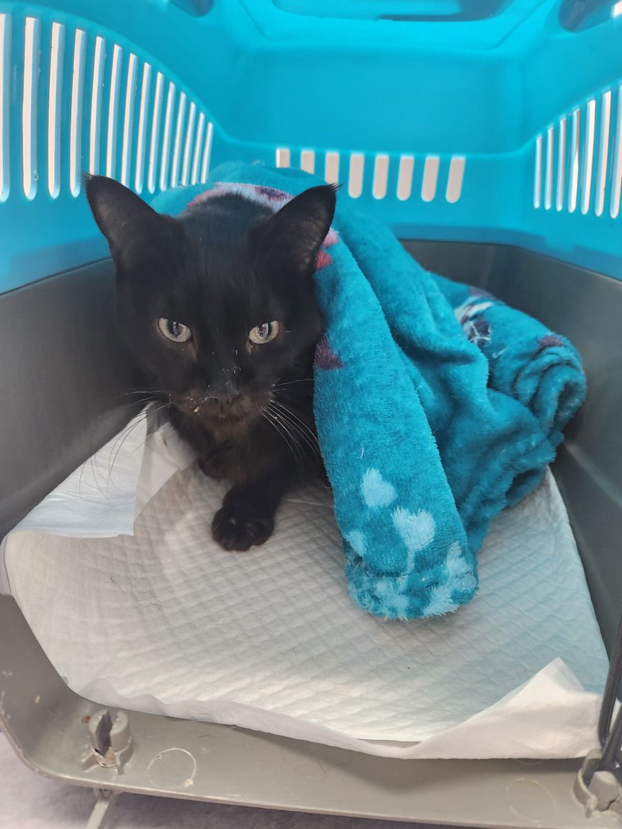losgatitosdenia's tweet photo. ¡¡URGENTE SABINE!!
Tiene la creatinina en 8.5 y tiene que quedarse hospitalizada.
O ingresa o se muere no hay término medio.
¡¡AYUDA!!
DEUDA SABINE:
03/11 ........... 96€
19/02 ......... 150€
28/10 ......... 436€
31/12 ... 165,20€
04/02 ... 215,50€
05/03 ...... 17,60€ https://t.co/Nv5svIHGbc