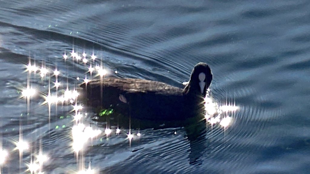 東京湾岸アンカナーレ tweet media