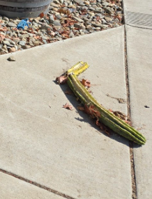 Chieftog tweet media