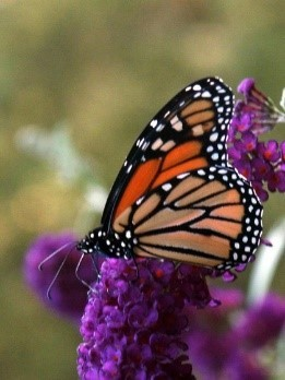 cosmicfirepeace's tweet image. Why the #Monarch matters n North America ...   
The Monarch Butterfly is a #pollinator. As the adults feed on flower nectar, they transfer pollen from one flowering plant to another. This #fertilizes the plants so they can produce seeds and fruit. Without pollinators, many crops