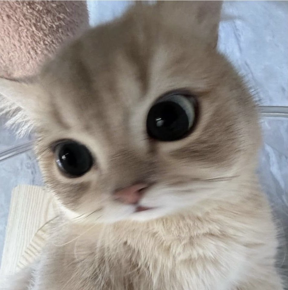 ^ྀི มอเอ ₂ tweet media