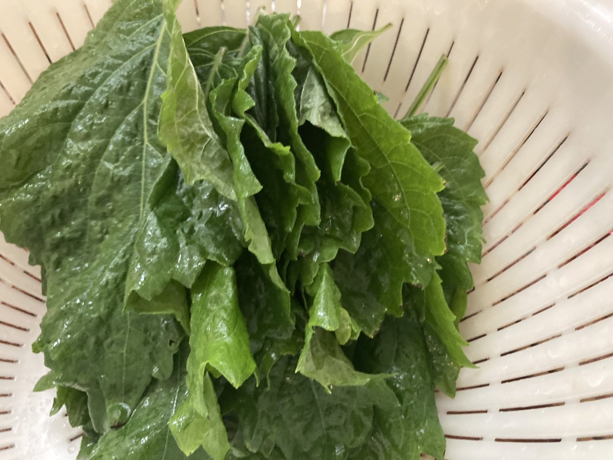 Pen.Co(ペン子)🤟🏻こちら側で調整します🏳️🌈 tweet media