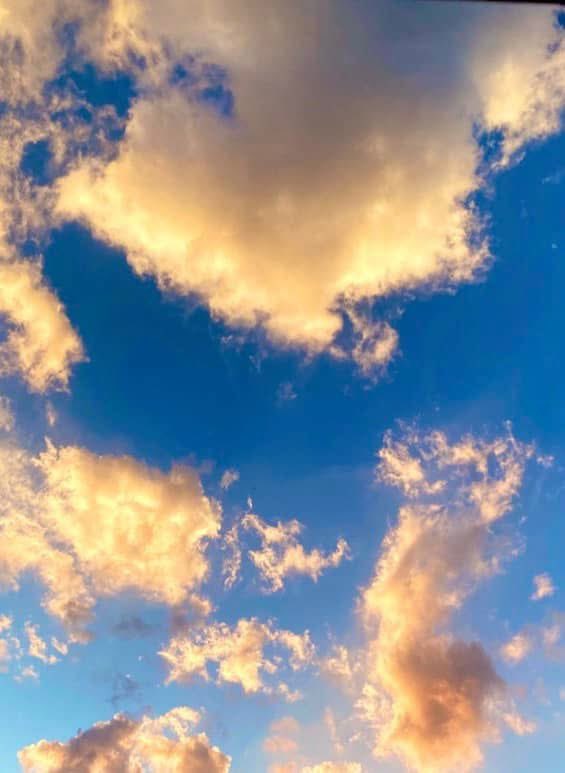 The Feral Cat Gang tweet media