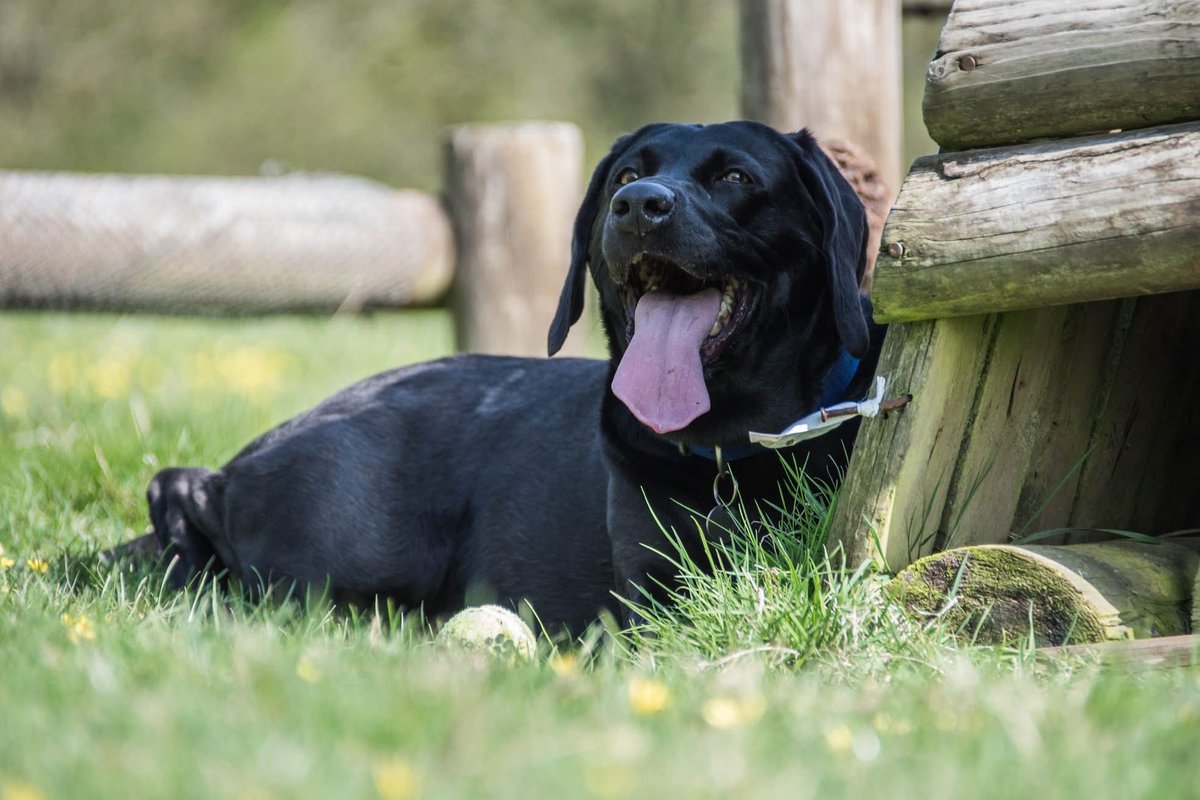 freddiethelab's tweet image. I can’t believe it’s 7 years since I met @ChampionWebb What a special day it was x