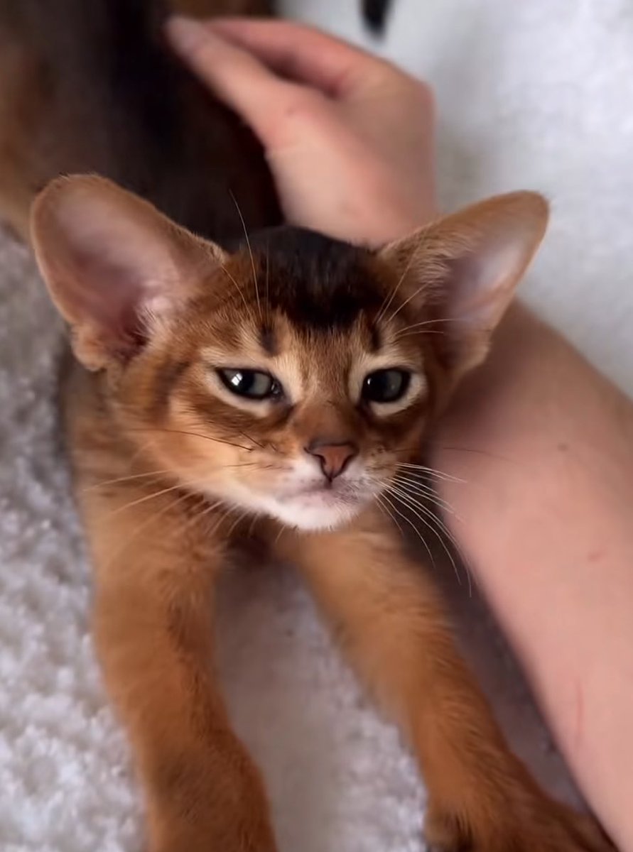 David Puddy tweet media