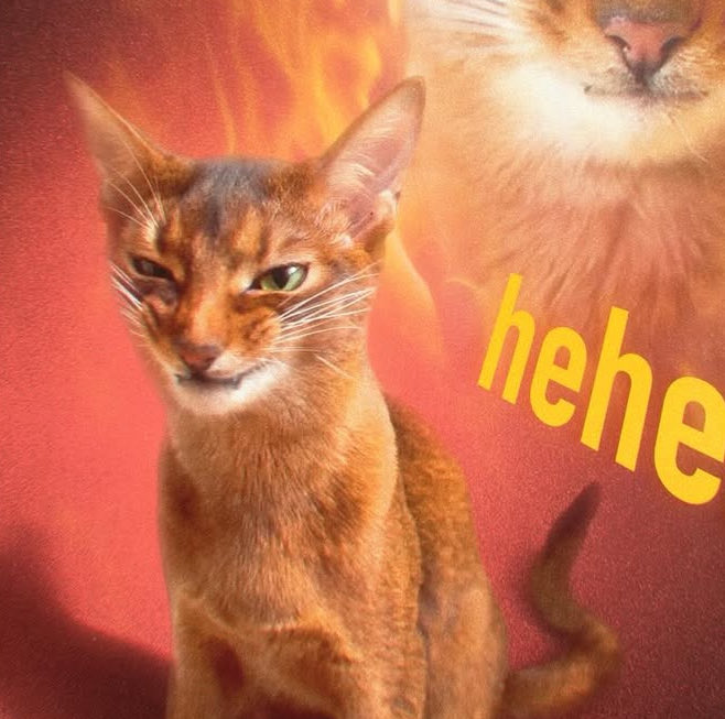 David Puddy tweet media