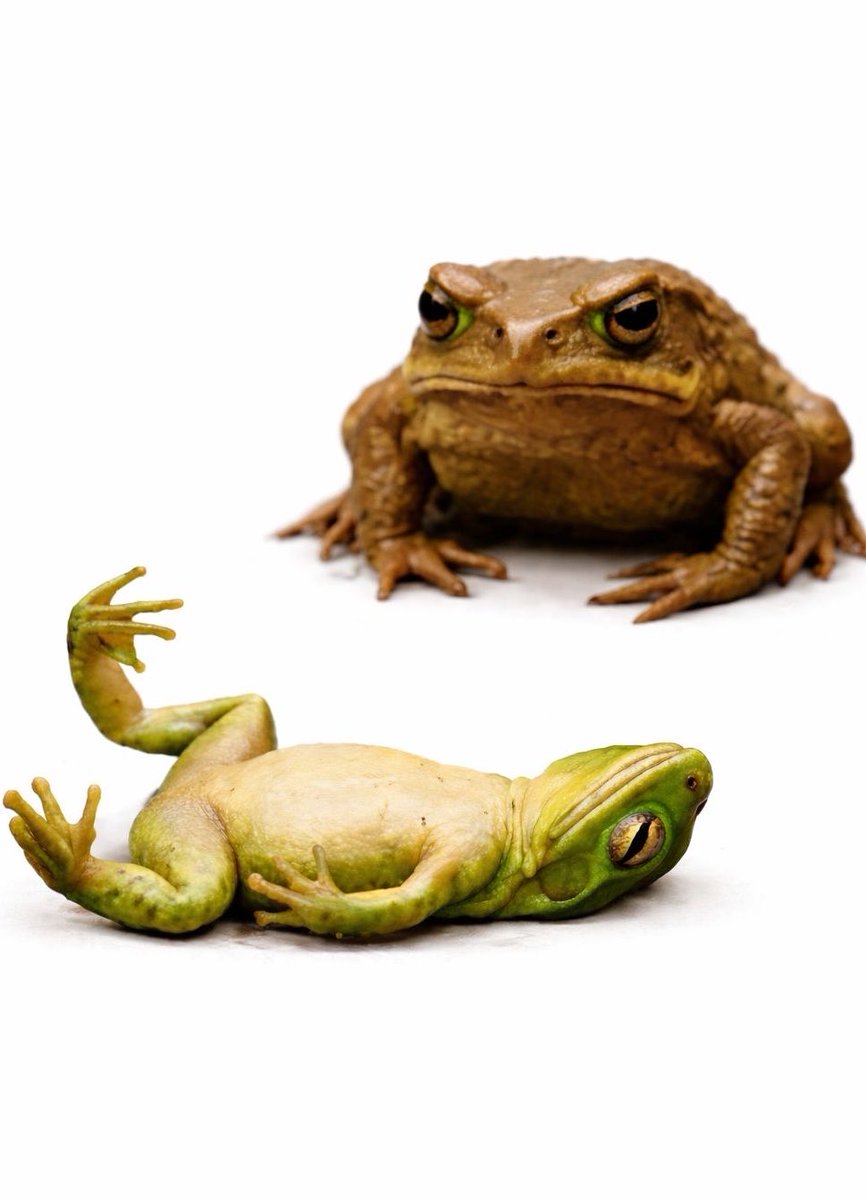 QG do POP tweet media