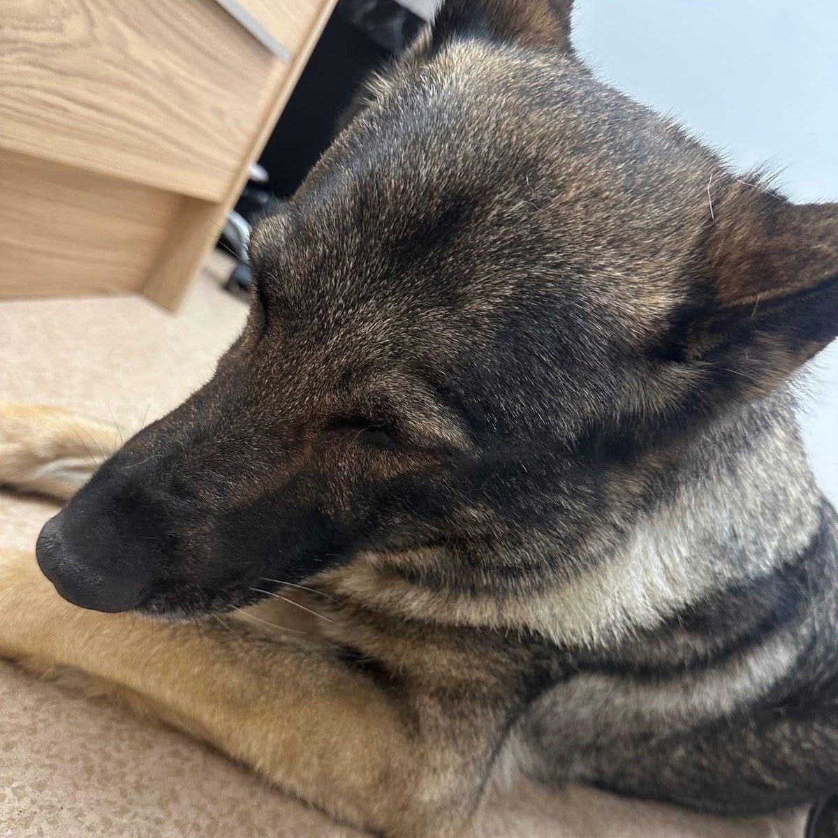 Thin Blue Paw Foundation tweet media