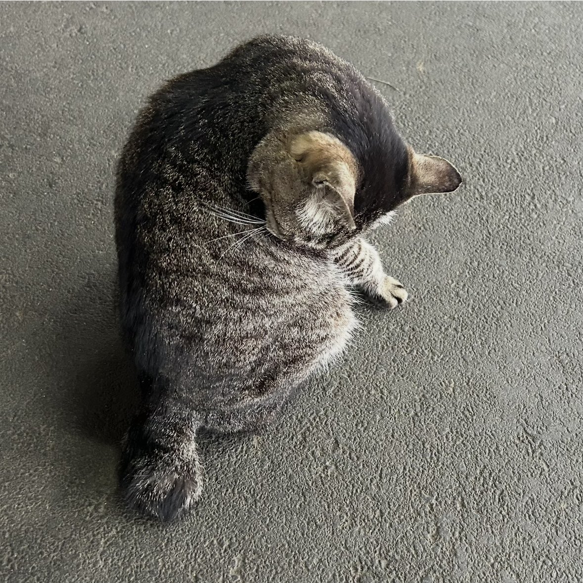 ユリ@モフ鉄No.33 tweet media