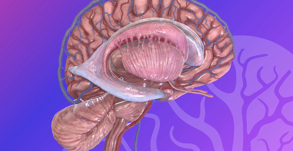 BioCloud 3D Anatomy tweet media