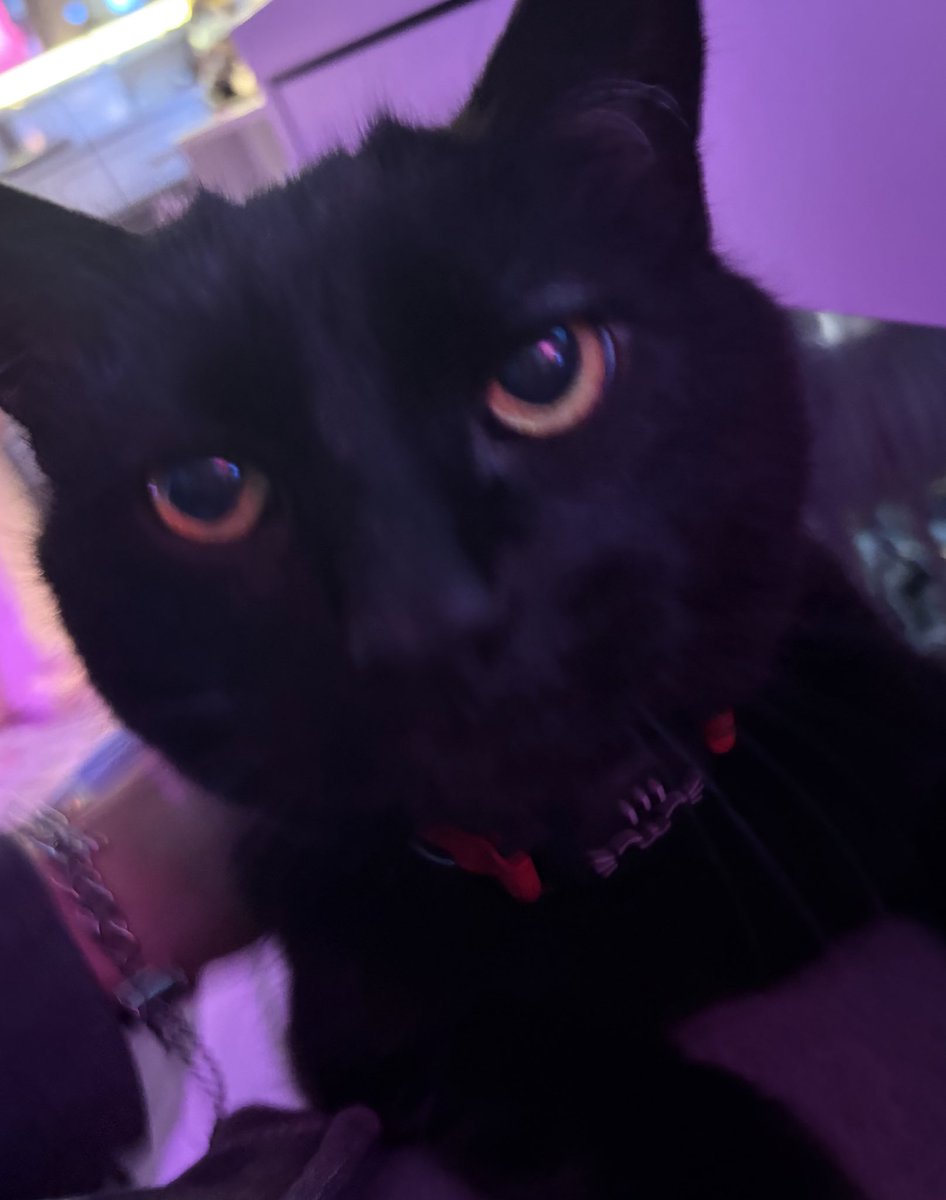 Jade 🐈‍⬛ tweet media