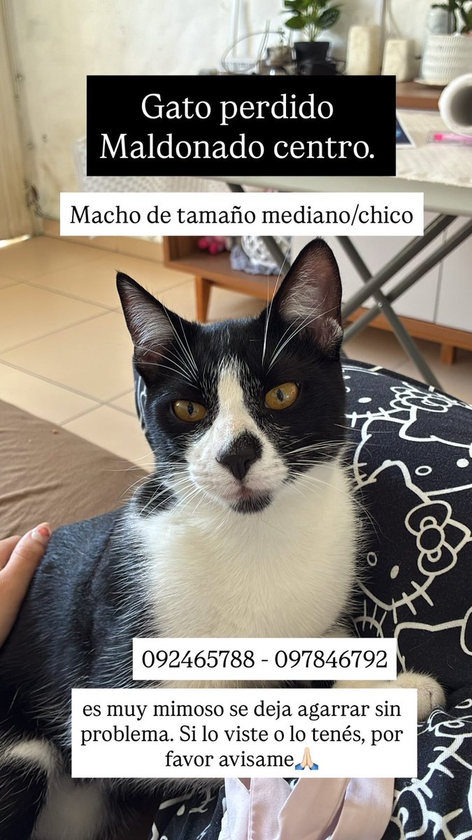 Agradezco compartir mañana hace una semana ya que se fue 💔#maldonado <a href="/AnimalesUy/">animales perdidos uy</a>