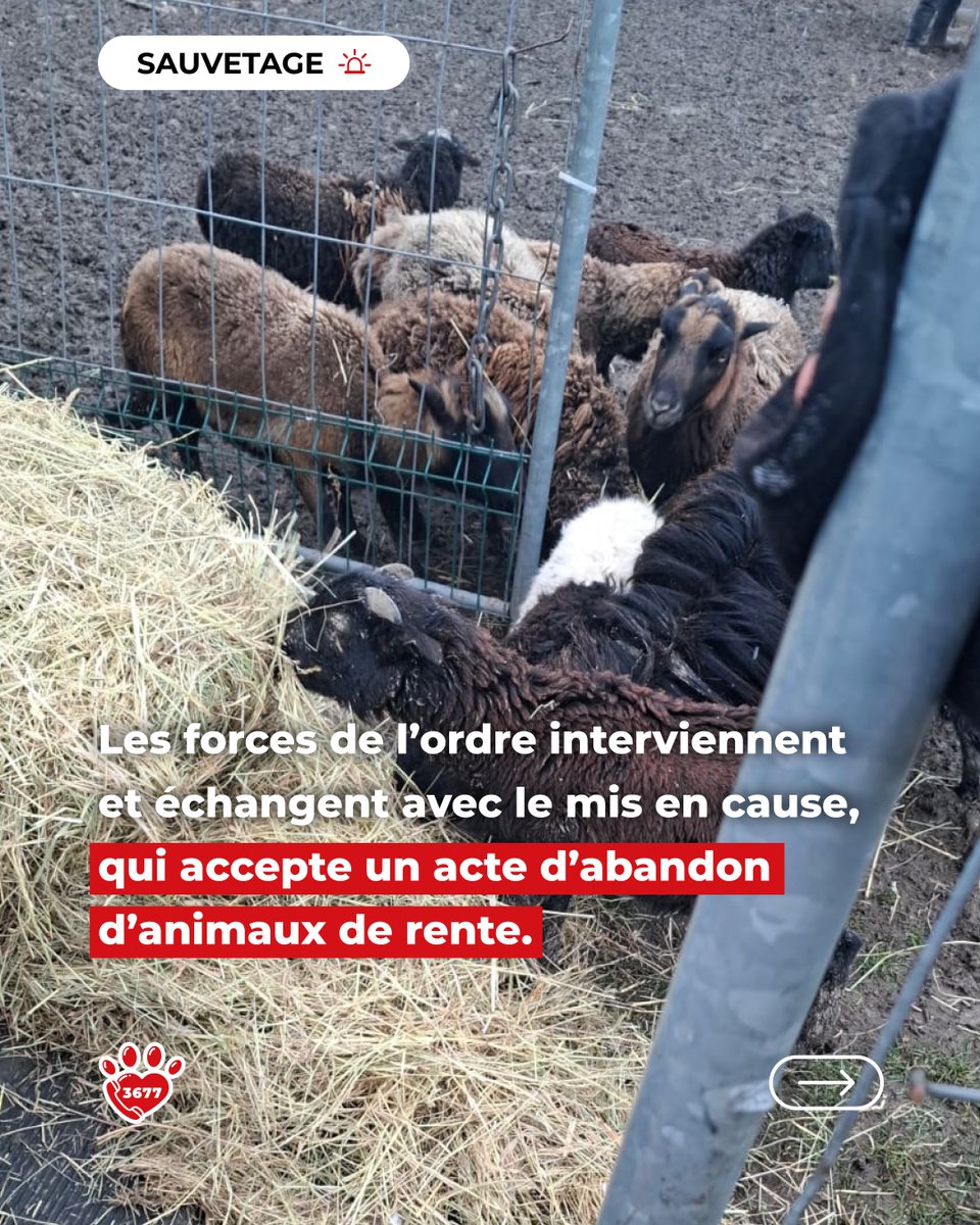 SOS Maltraitance Animale tweet media