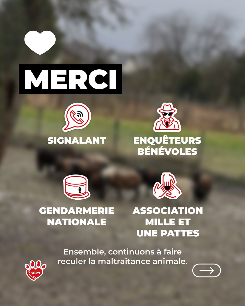 SOS Maltraitance Animale tweet media