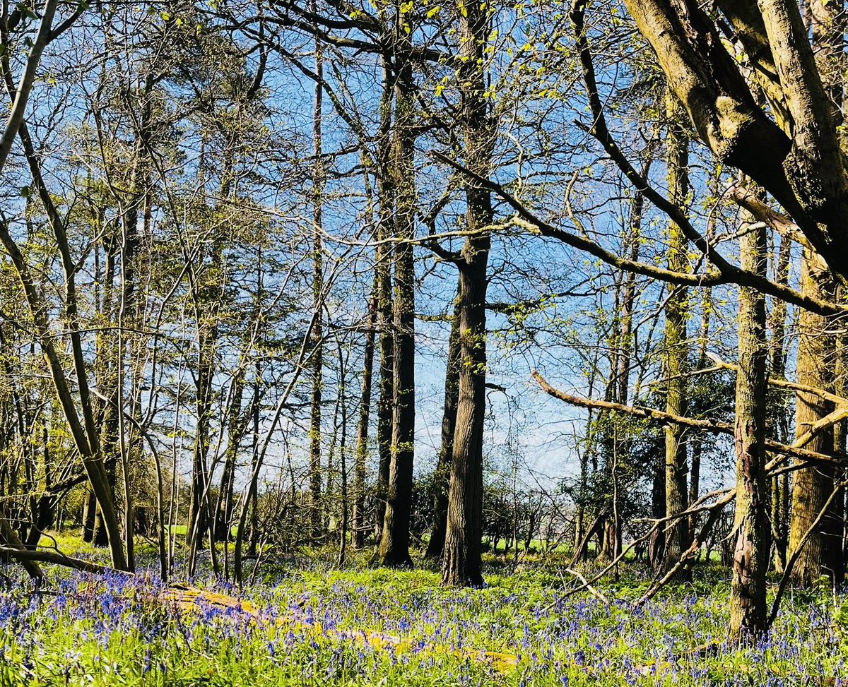 carolineG_19's tweet image. Spontaneous MTB ride to Hertford and back through Panshanger Park 🌳 on a beautiful sunny afternoon 😎 of course I had to stop for an almond croissant 🥐 😋 ☺️ #MTB