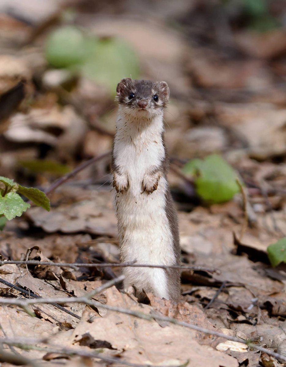 savebitza tweet media