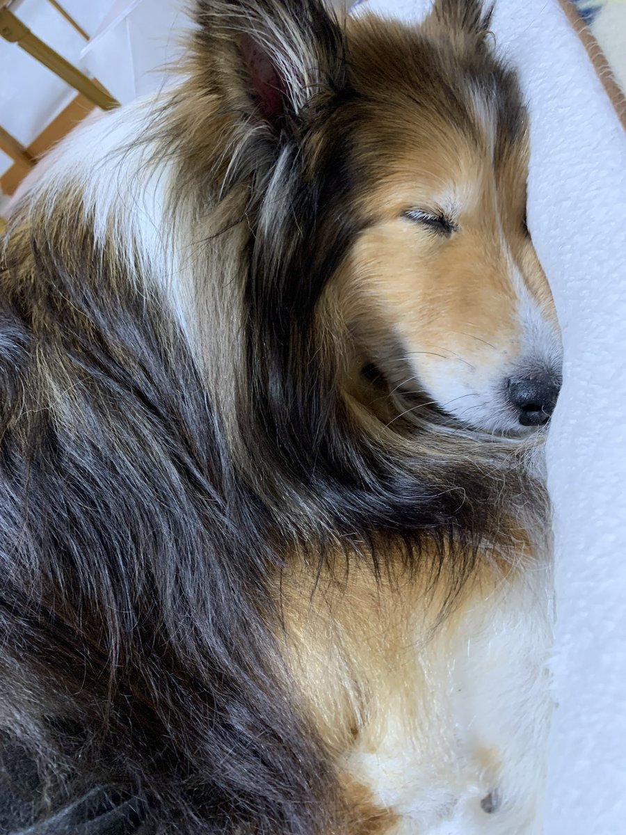 坂上シュウ Syu Sakagami 絵仕事募集中 tweet media