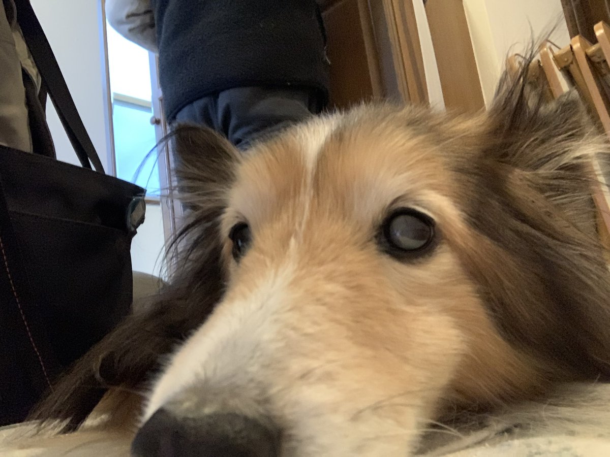 坂上シュウ Syu Sakagami 絵仕事募集中 tweet media