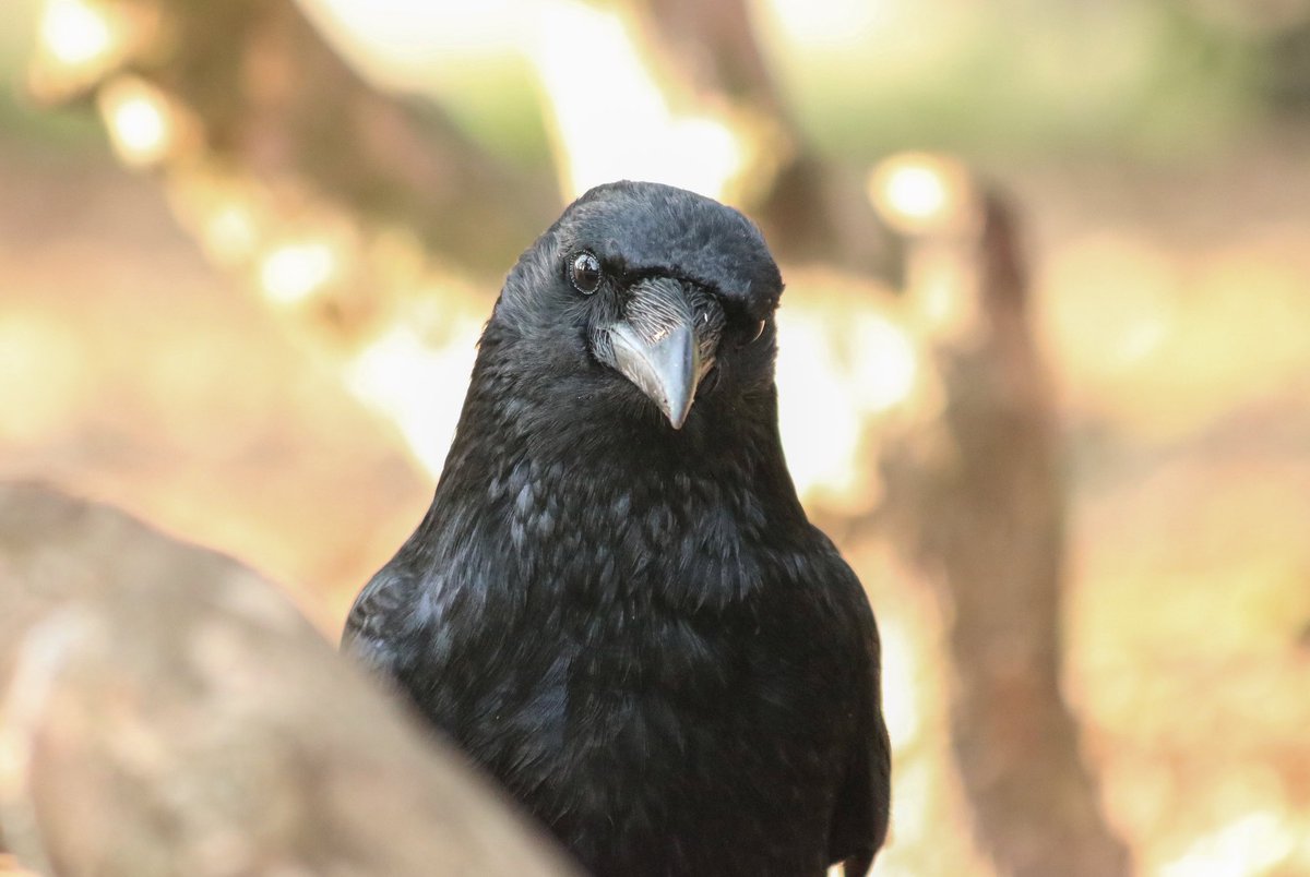 Crow Monthly tweet media