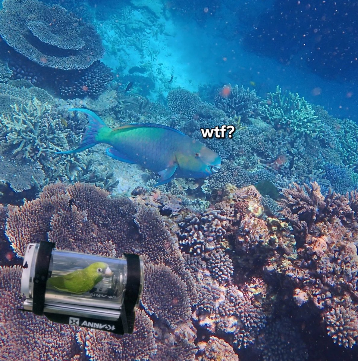 Cloods the Mantis tweet media