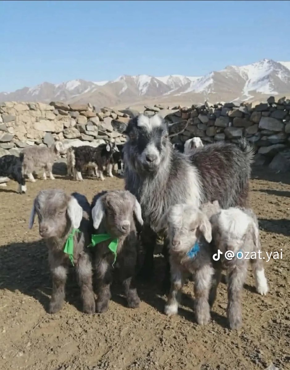 Э.Мөнхбат tweet media