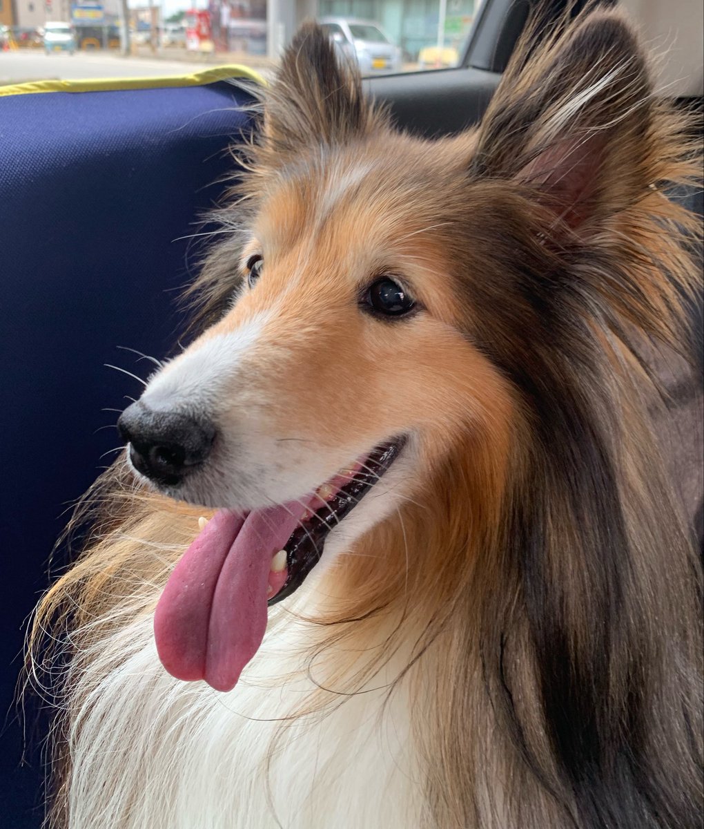 坂上シュウ Syu Sakagami 絵仕事募集中 tweet media