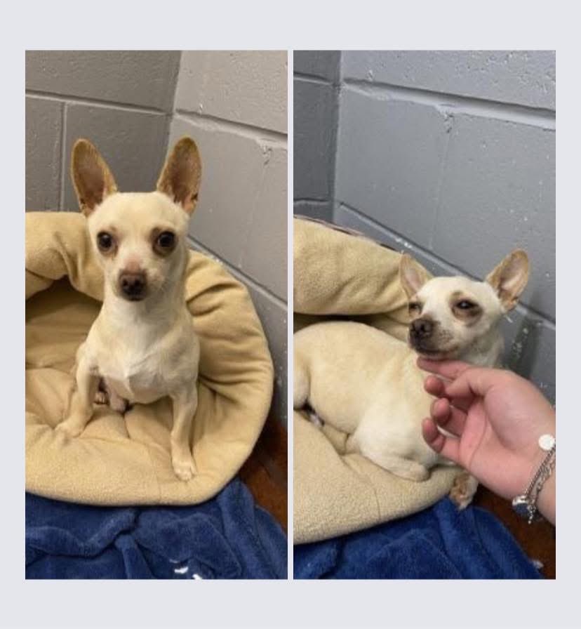 The Feral Cat Gang tweet media