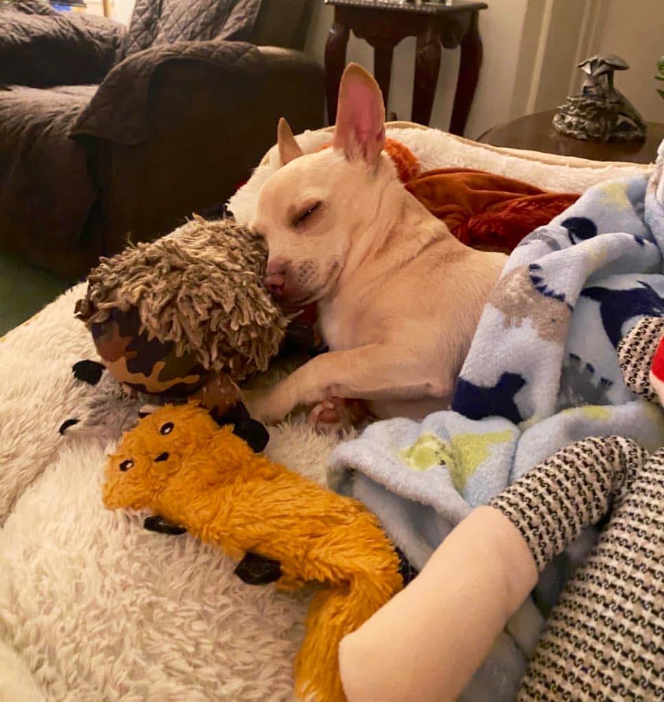 The Feral Cat Gang tweet media